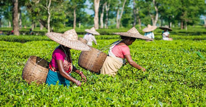 মাথিউড়া চা শ্রমিকদের বকেয়া মজুরি পরিশোধের দাবি