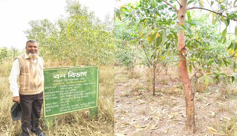 বৃক্ষরোপণে সাফল্য, ধামইরহাট বনবিট কর্মকর্তা আনিসুর রহমানের
