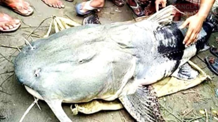 মৌলভীবাজারে বিশালাকৃতির বাঘাইড়ের মূল্য ৪ লাখ টাকা
