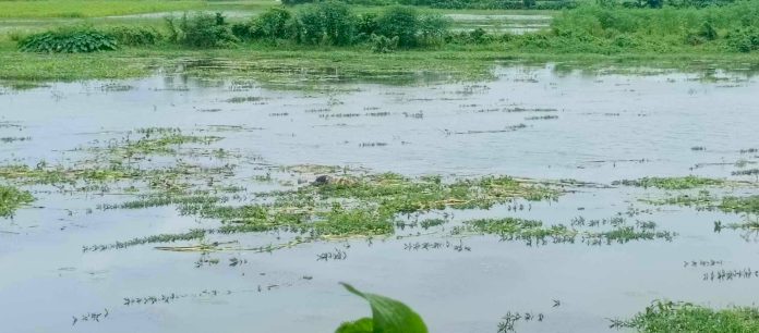 রায়পুরায় নদীতে অজ্ঞাতনামা ম'রদেহ, যা বলছে এলাকায় বাসী