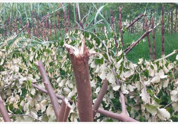 গুরুদাসপুরে কৃষকের গাছ কর্তন, লক্ষাধিক টাকার ক্ষতি