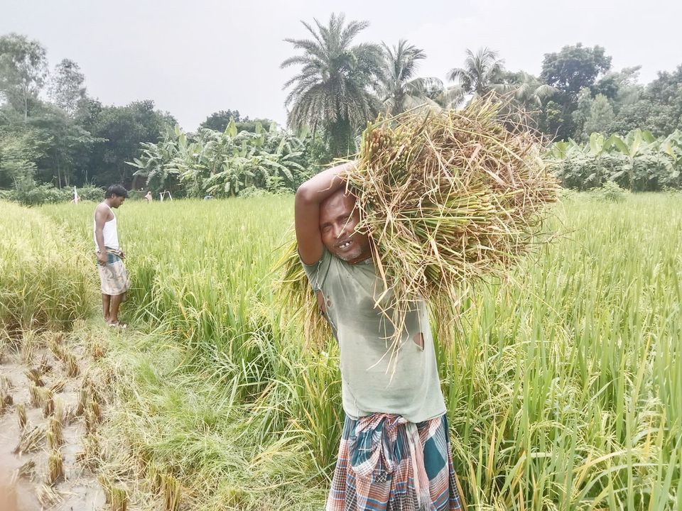 নওগাঁর বদলগাছীতে আউশ ধান কাটায় ব্যস্ত কৃষকরা, বাম্পার ফলনের আশা