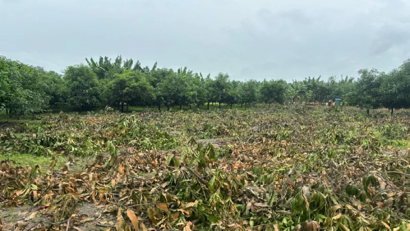 নওগাঁয় আম গাছ কেটে ফেলার প্রতিবাদে ব্যবসায়ীর সংবাদ সম্মেলন