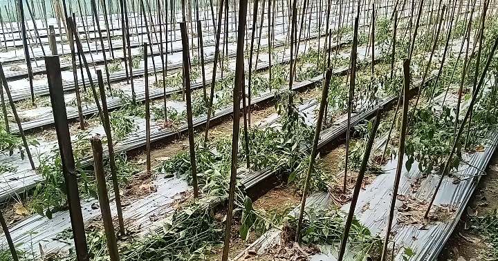 আওয়ামী দ্বারা ক্ষতিগ্রস্ত কৃষক, ৭ থেকে ৮ লাখ টাকার ক্ষতির সম্মুখীন