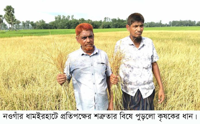 নওগাঁর ধামইরহাটে প্রতিপক্ষের রাসায়নিক বিষ প্রয়োগে নষ্ট কৃষকের ধান ক্ষেত