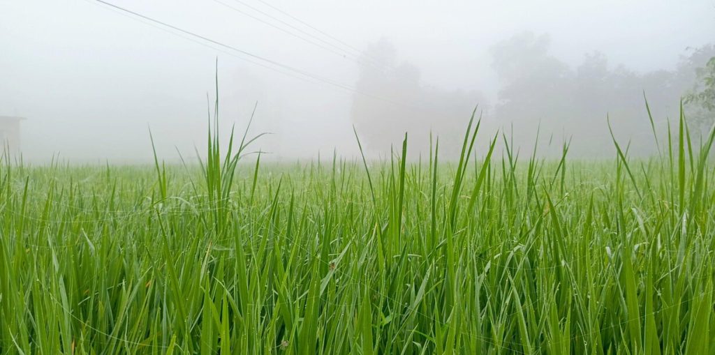 অকস্মাৎ কুয়াশায় ঢেকেছে নওগাঁর গ্রাম ও শহর