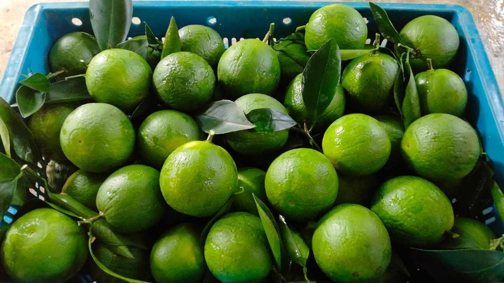 মাল্টা চাষে আগ্রহ বাড়ছে মৌলভীবাজারের চাষীদের
