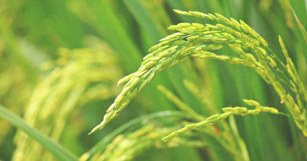 মৌলভীবাজারে চাষীদের কাছে জনপ্রিয়তা পাচ্ছে ব্রি-৭৫ জাতের ধান