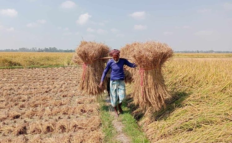 জয়পুরহাটের কালাইয়ে পাকা ধানের গন্ধে কৃষকের মনে বইছে প্রফুল্লতা