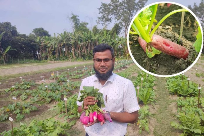 বাকৃবির গবেষণায় রঙিন মুলার উচ্চ ফলন