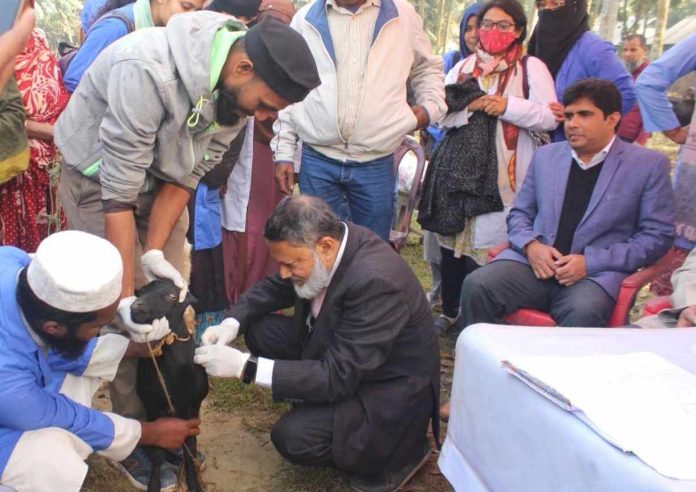 বিনামূল্যে গবাদিপশুর রোগ প্রতিরোধে বাকৃবির টিকাদান কার্যক্রম