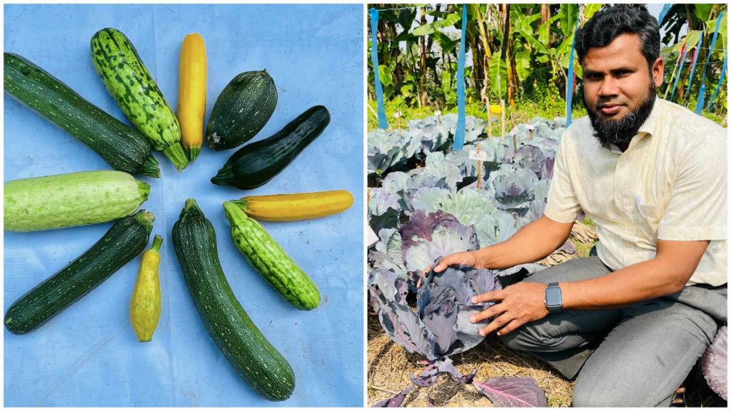 ইউরোপীয় রঙিন সবজির দেশীয় জাত উদ্ভাবনে কাজ করছে বাকৃবির গবেষকদল