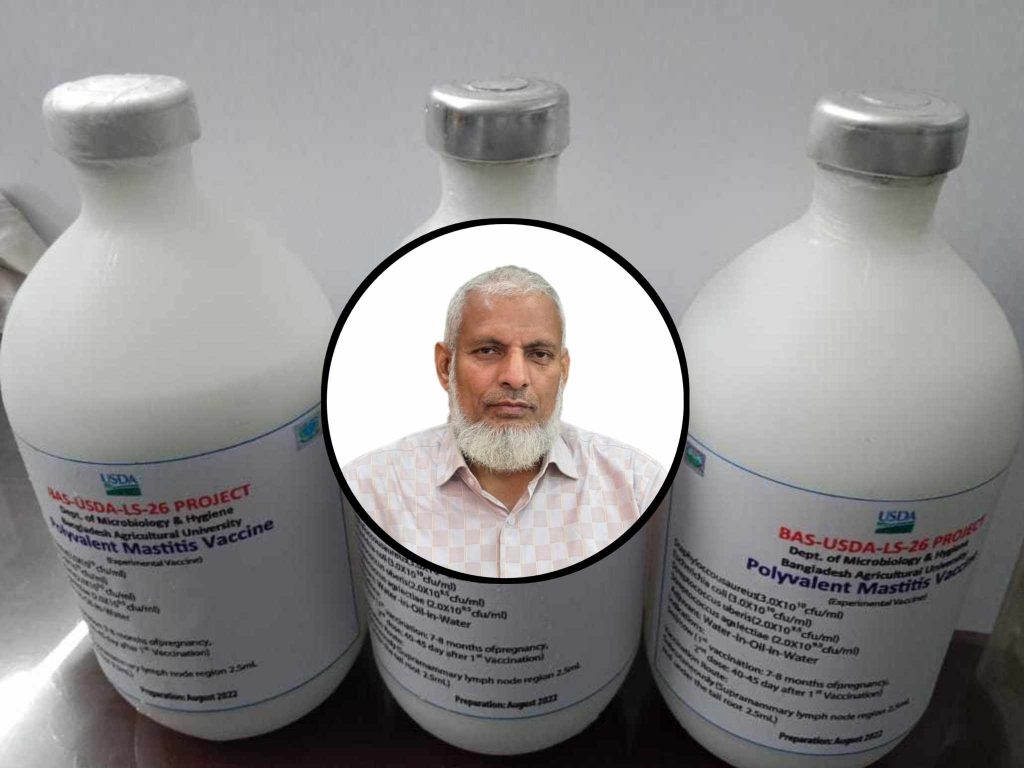 গবাদিপশুর ওলান প্রদাহ প্রতিরোধে ভ্যাকসিন তৈরি করলো বাকৃবির গবেষকদল