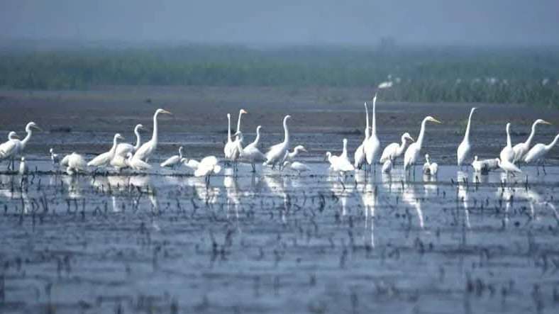 পরিয়ারী পাখির অভয়ারণ্য বাইক্কা বিল