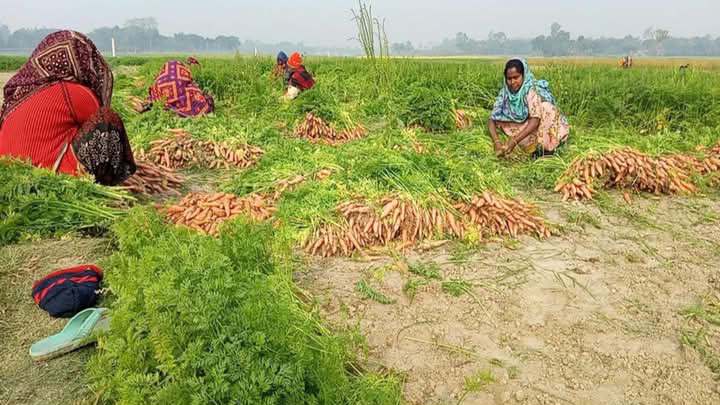 মান্দায় সাড়ে তিন কোটি টাকার গাজর বিক্রির সম্ভাবনা