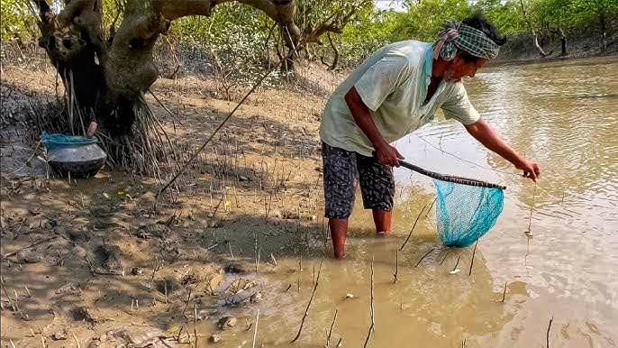 সুন্দরবনে কাঁকড়া ধরার নিষেধাজ্ঞা জারি