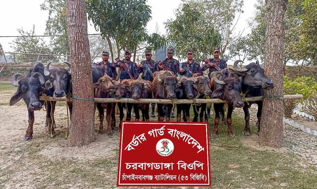 চাঁপাইনবাবগঞ্জ সীমান্তে ভারতীয় মহিষ আটক