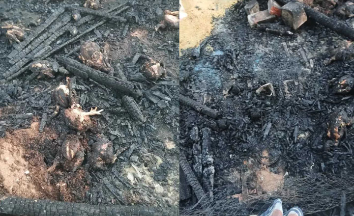 গভীর রাতে পুড়ে ছাই আড়াইশ হাঁশ-মুরগিসহ দোকান