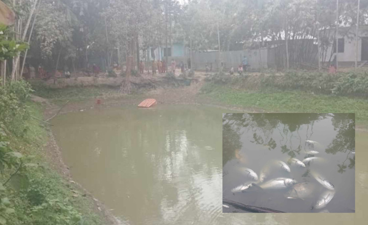 যুবকের শখের মাছ চাষ, রাতের আঁধারে দুর্বৃত্তদের বিষ প্রয়োগ