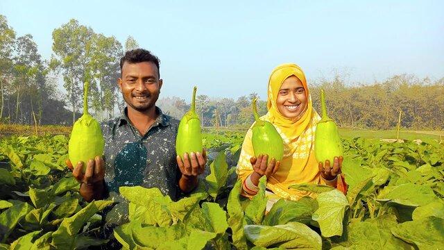 নওগাঁয় সাড়া ফেলেছে লাউয়ের মতো দেখতে নতুন জাতের ‘লাউ বেগুন’