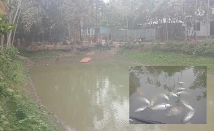 যুবকের শখের মাছ চাষ, রাতের আঁধারে দুর্বৃত্তদের বিষ প্রয়োগ