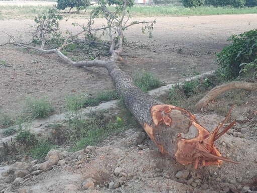 ঈশ্বরদীতে গাছ বিক্রির নামে প্রতারণা, ৩৫ হাজার টাকা আত্মসাৎ
