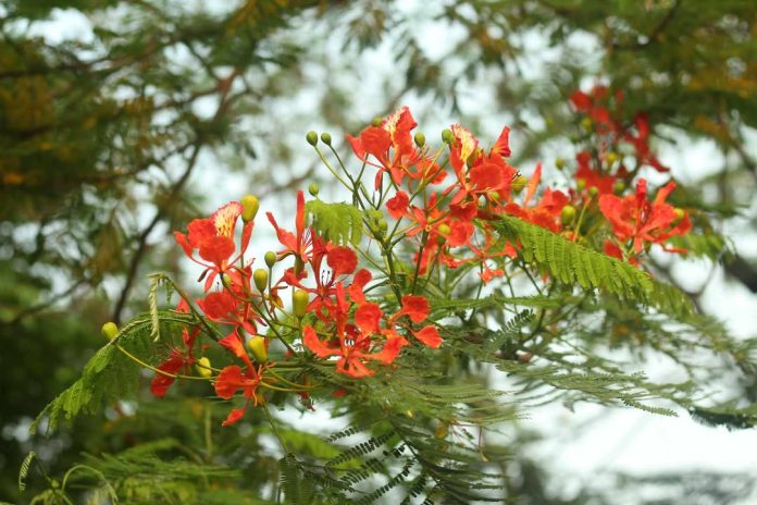 কৃষ্ণচূড়ার আগুনরাঙা হাসি, সোনাইলের শান্ত সৌন্দর্য বেরোবিতে