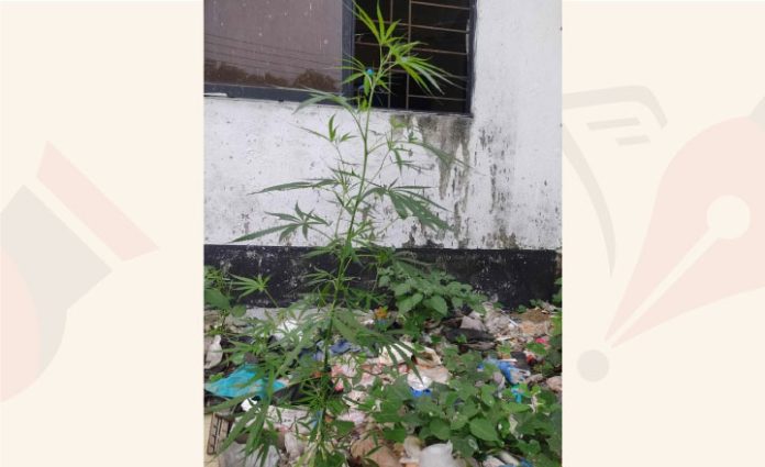 পাবিপ্রবির হলে জন্মেছে গাঁজার গাছ!