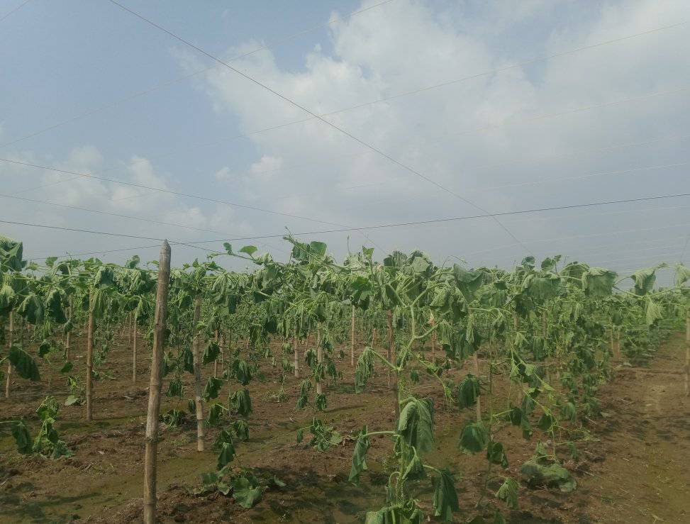 লাউ গাছের সাথে এ কেমন শুত্রুতা! থামছেনা কৃষক দম্পতির আহাজারি
