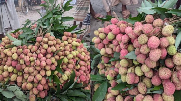 ঈশ্বরদীতে বাজারে উঠতে শুরু করেছে মোজাফফর জাতের লিচু
