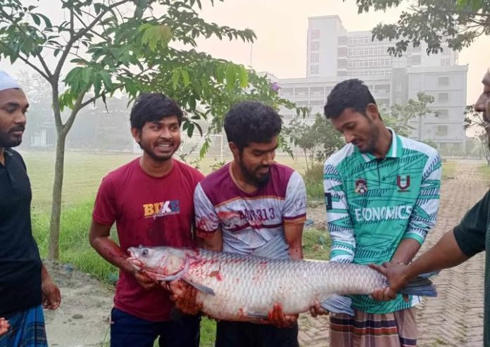 পাবিপ্রবির লেকে মাছ ধরার উৎসব, মিলল ২০ কেজি ওজনের গ্রাস কার্প