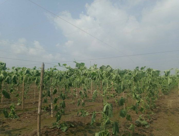 লাউ গাছের সাথে এ কেমন শুত্রুতা! থামছেনা কৃষক দম্পতির আহাজারি